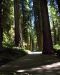2013-07-05, 018, Road thru Jedediah Smith Redwoods SP, CA