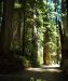 2013-07-05, 019, Road thru Jedediah Smith Redwoods SP, CA