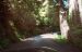 2013-07-05, 020, Road thru Jedediah Smith Redwoods SP, CA