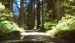 2013-07-05, 022, Road thru Jedediah Smith Redwoods SP, CA