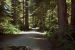 2013-07-05, 024, Road thru Jedediah Smith Redwoods SP, CA