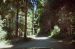 2013-07-05, 026, Road thru Jedediah Smith Redwoods SP, CA