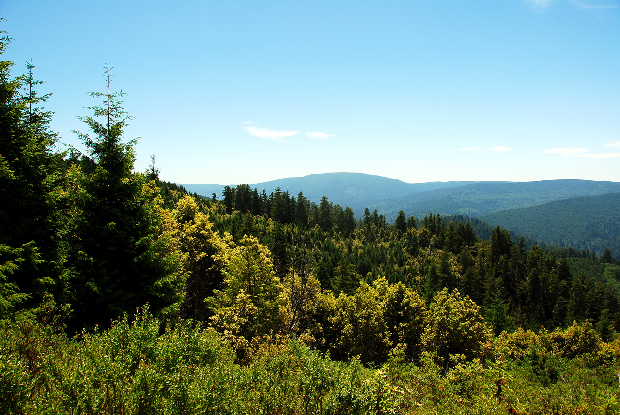2013-07-08, 003, Redwood Creek Overlook, Redwood NP, CA