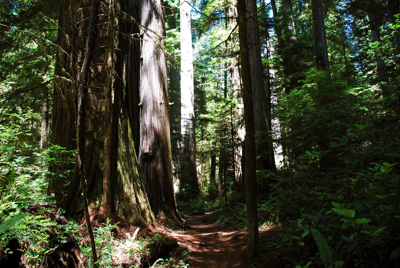 2013-07-05, 003, Trail in Jedediah Smith Redwoods SP, CA