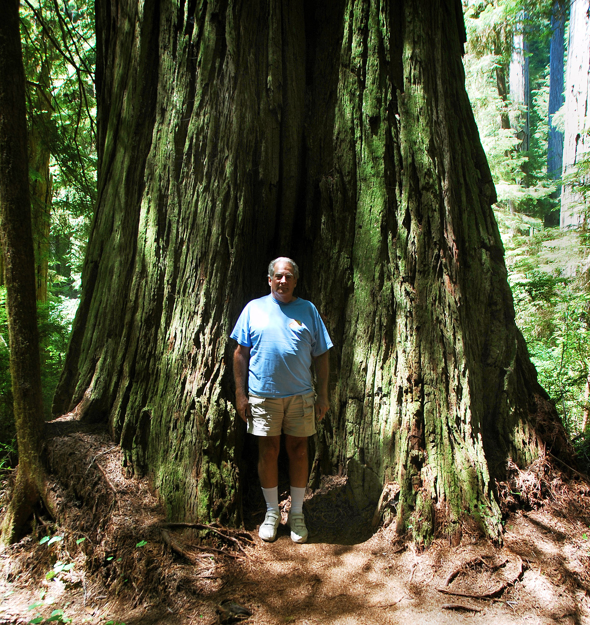 2013-07-05, 004, Trail in Jedediah Smith Redwoods SP, CA