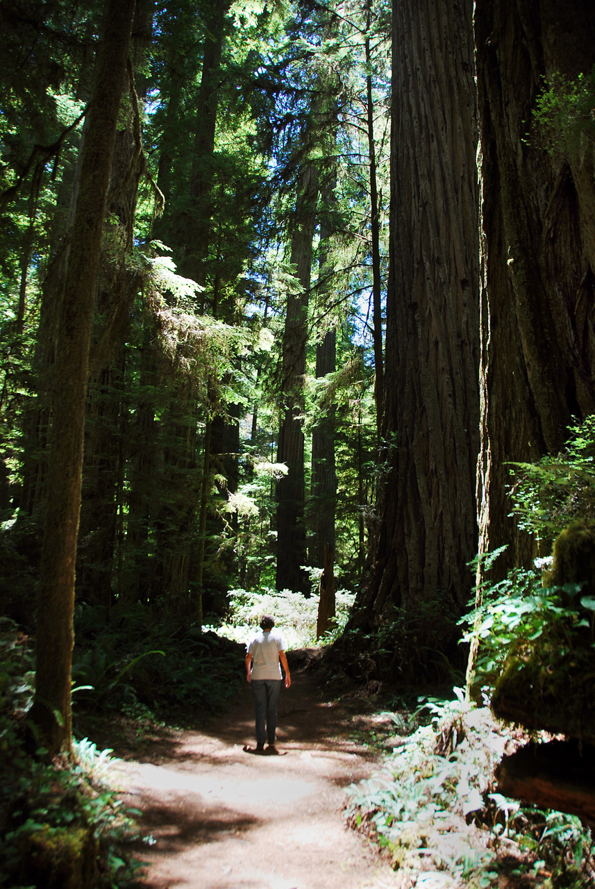 2013-07-05, 010, Trail in Jedediah Smith Redwoods SP, CA