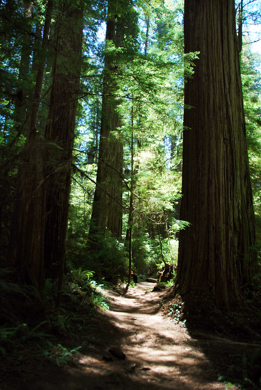 2013-07-05, 011, Trail in Jedediah Smith Redwoods SP, CA