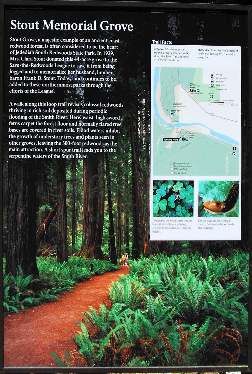 2013-07-05, 013, Stout Grove, Jedediah Smith Redwoods SP, CA