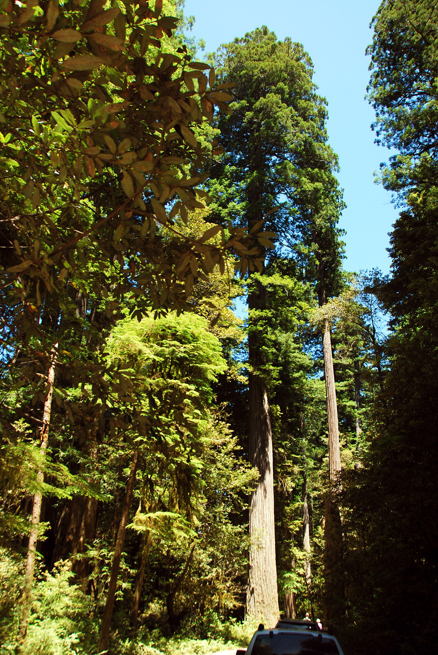 2013-07-05, 014, Stout Grove, Jedediah Smith Redwoods SP, CA