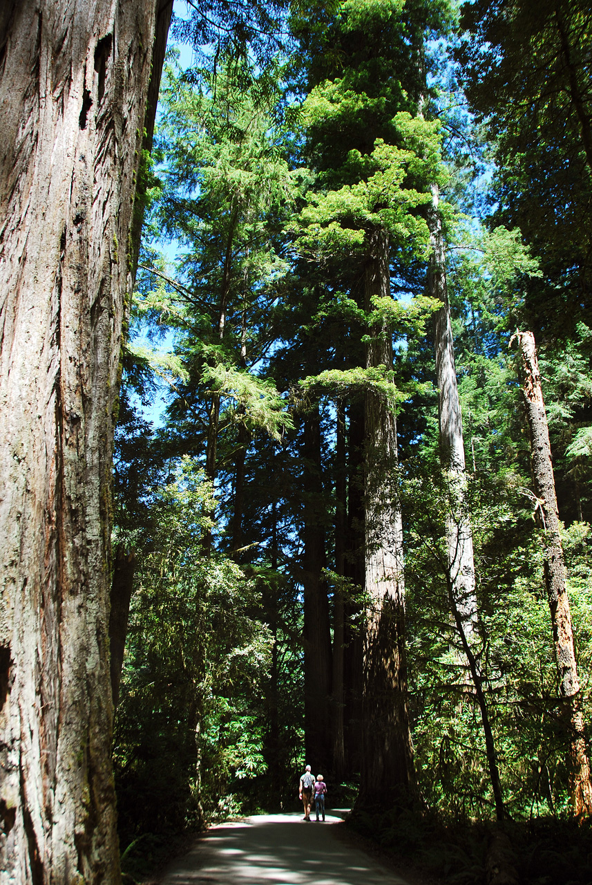 2013-07-05, 016, Stout Grove, Jedediah Smith Redwoods SP, CA