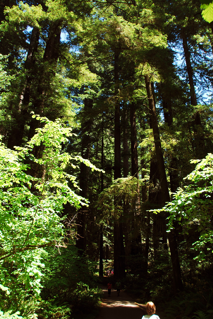 2013-07-05, 017, Stout Grove, Jedediah Smith Redwoods SP, CA