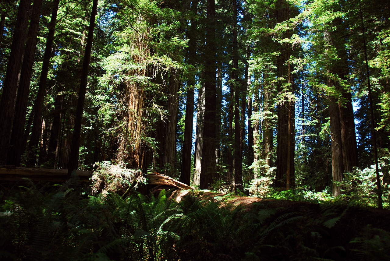 2013-07-05, 021, Stout Grove, Jedediah Smith Redwoods SP, CA