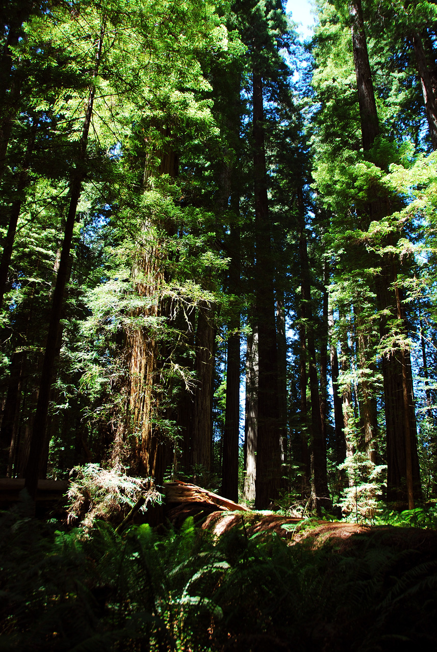 2013-07-05, 022, Stout Grove, Jedediah Smith Redwoods SP, CA