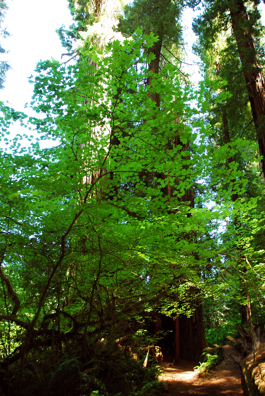 2013-07-05, 024, Stout Grove, Jedediah Smith Redwoods SP, CA