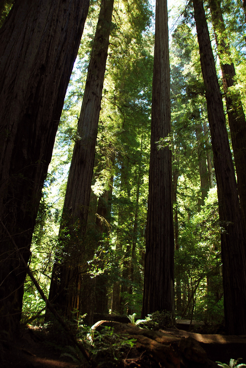 2013-07-05, 025, Stout Grove, Jedediah Smith Redwoods SP, CA