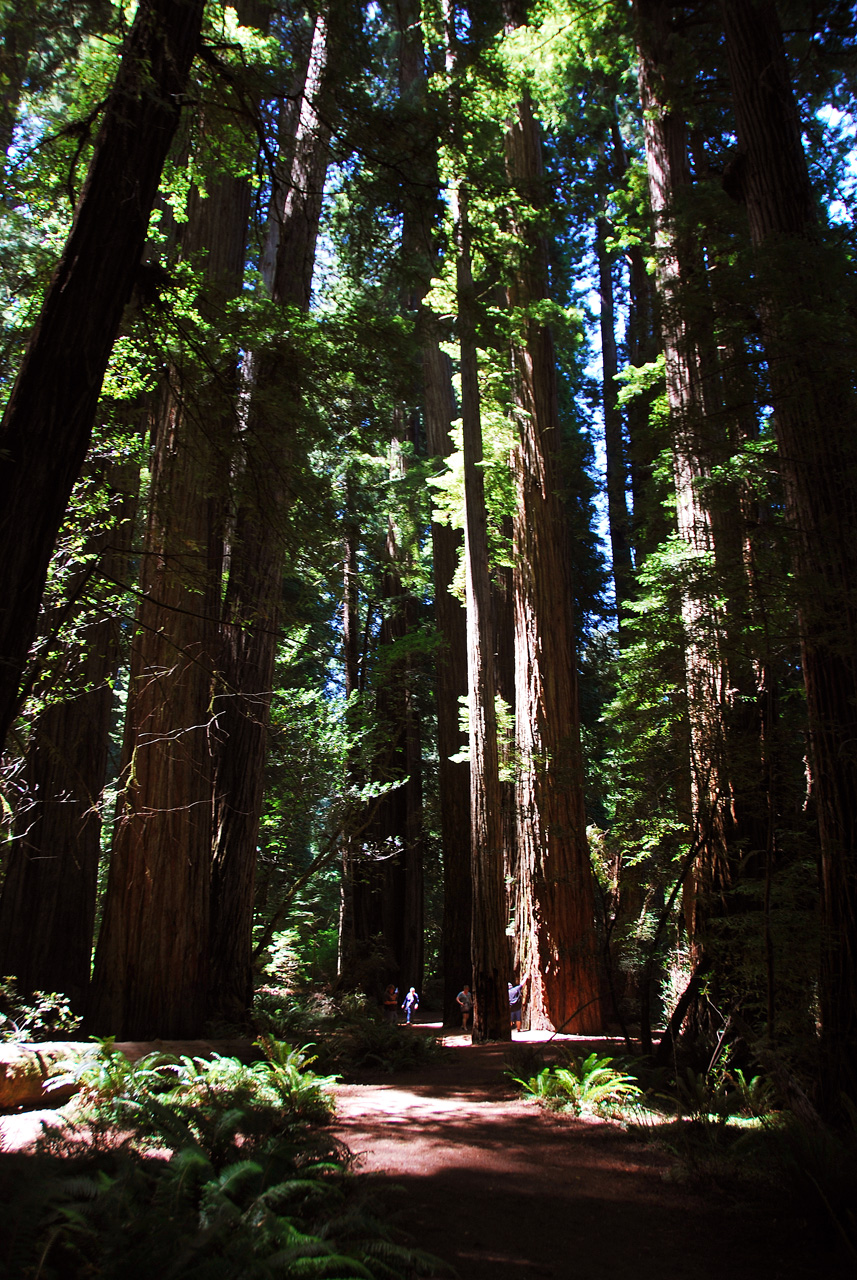 2013-07-05, 028, Stout Grove, Jedediah Smith Redwoods SP, CA