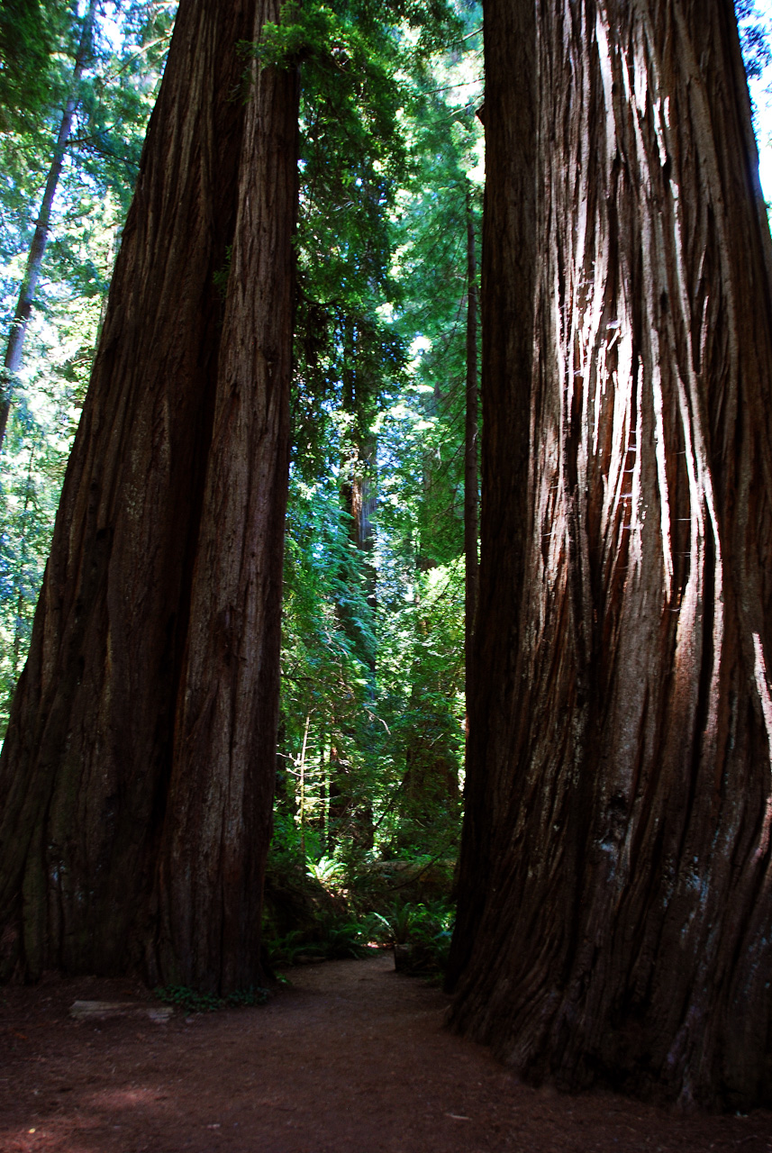 2013-07-05, 029, Stout Grove, Jedediah Smith Redwoods SP, CA