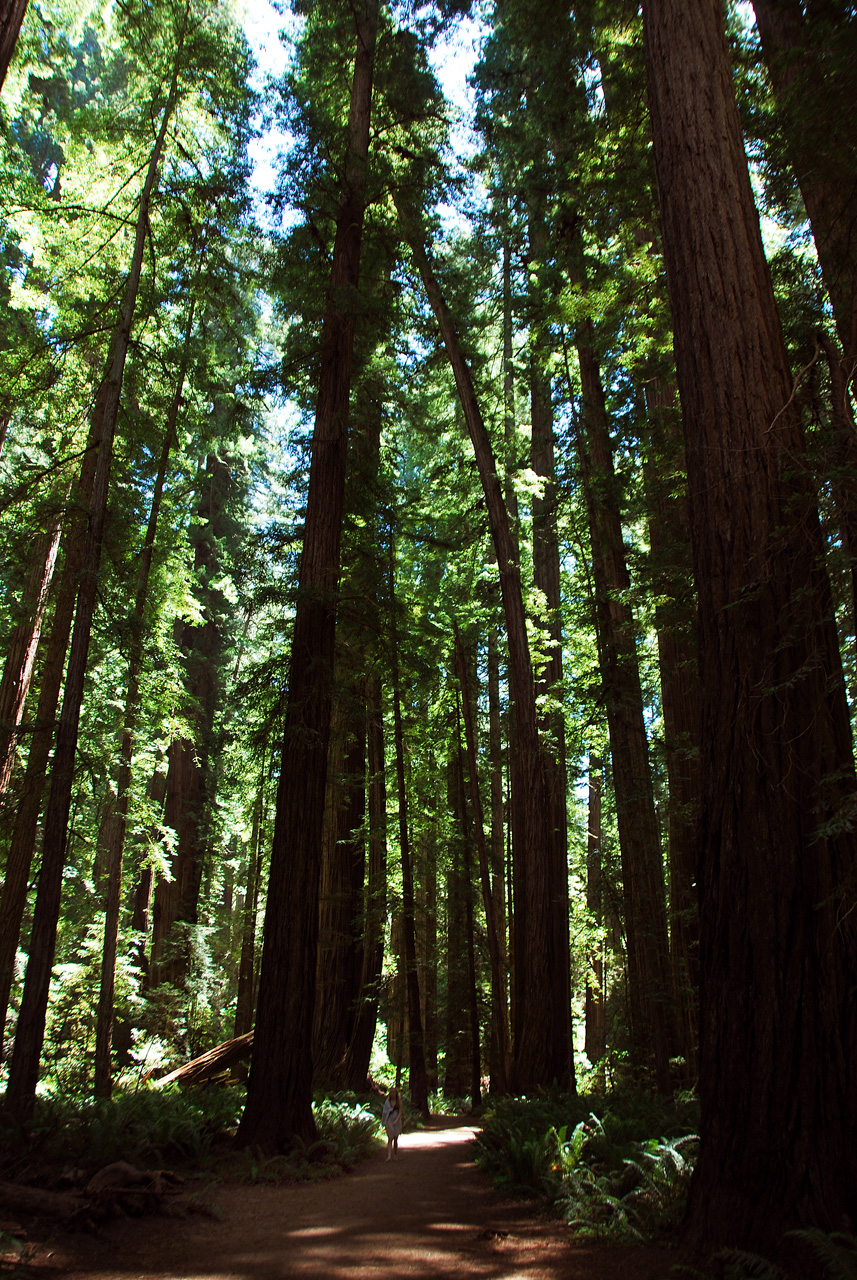 2013-07-05, 030, Stout Grove, Jedediah Smith Redwoods SP, CA