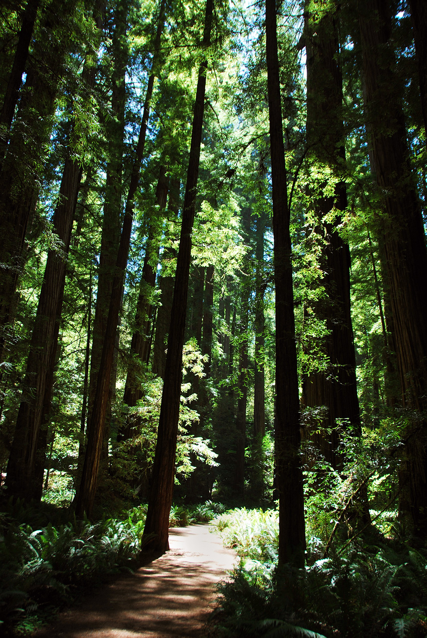 2013-07-05, 031, Stout Grove, Jedediah Smith Redwoods SP, CA