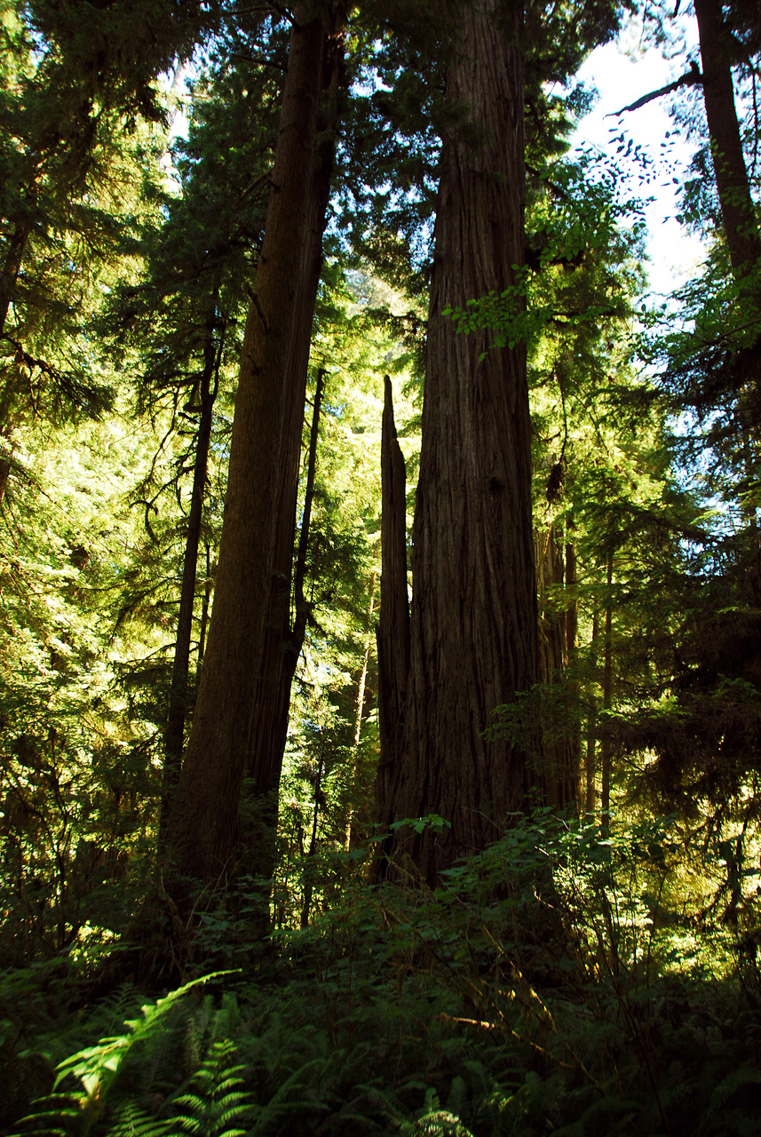 2013-07-05, 034, Peterson Mem., Jedediah Smith Redwoods SP, CA