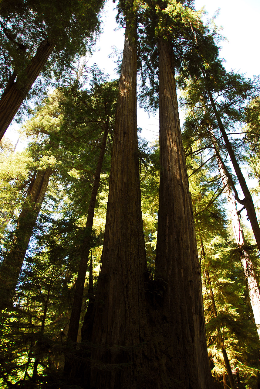 2013-07-05, 038, Peterson Mem., Jedediah Smith Redwoods SP, CA