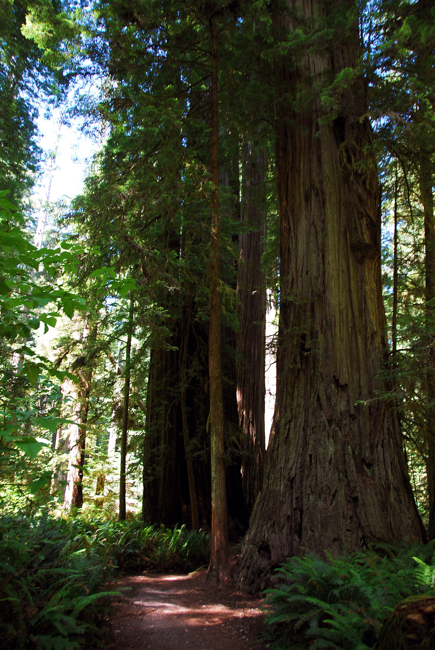 2013-07-05, 039, Peterson Mem., Jedediah Smith Redwoods SP, CA