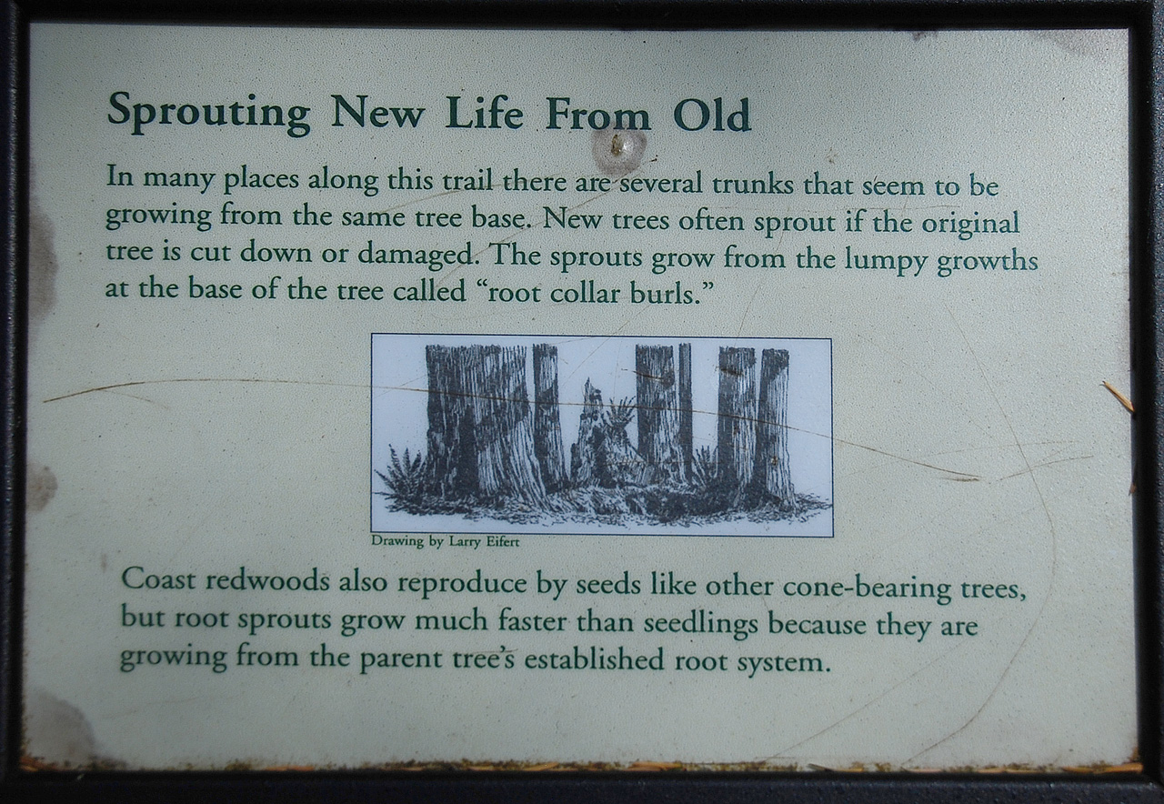 2013-07-05, 041, Peterson Mem., Jedediah Smith Redwoods SP, CA