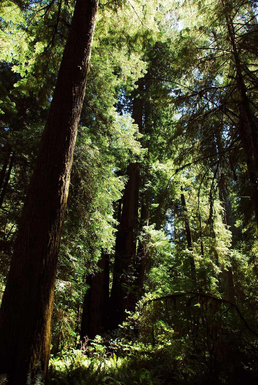 2013-07-05, 044, Peterson Mem., Jedediah Smith Redwoods SP, CA