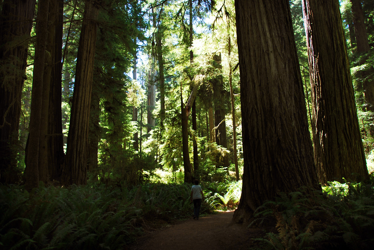 2013-07-05, 045, Peterson Mem., Jedediah Smith Redwoods SP, CA