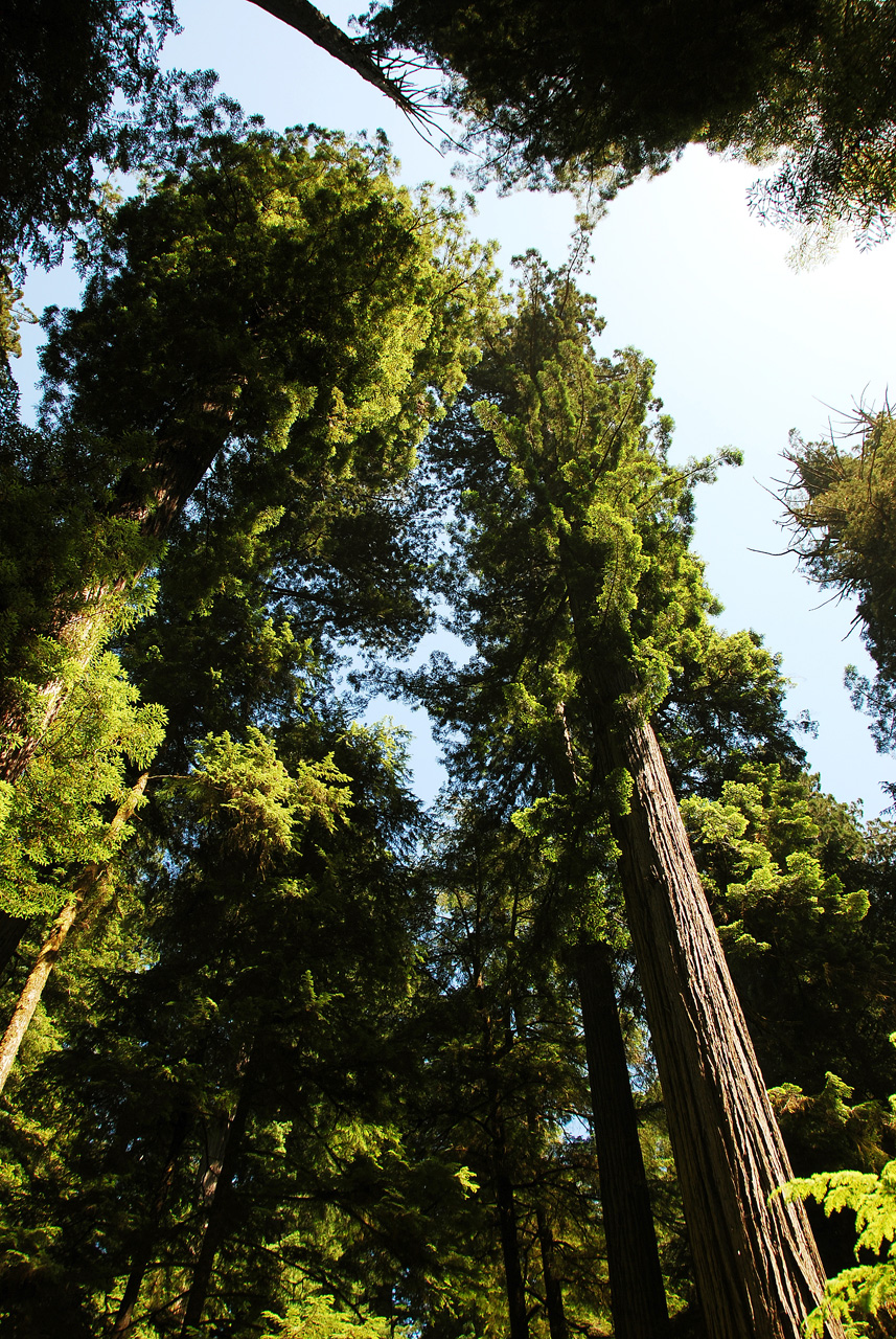 2013-07-05, 046, Peterson Mem., Jedediah Smith Redwoods SP, CA