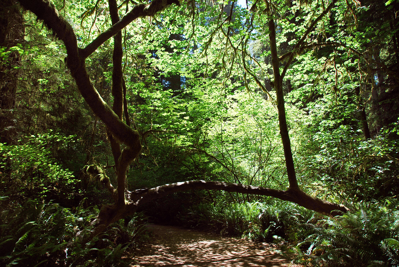 2013-07-05, 047, Simpson-Reed, Jedediah Smith Redwoods SP, CA