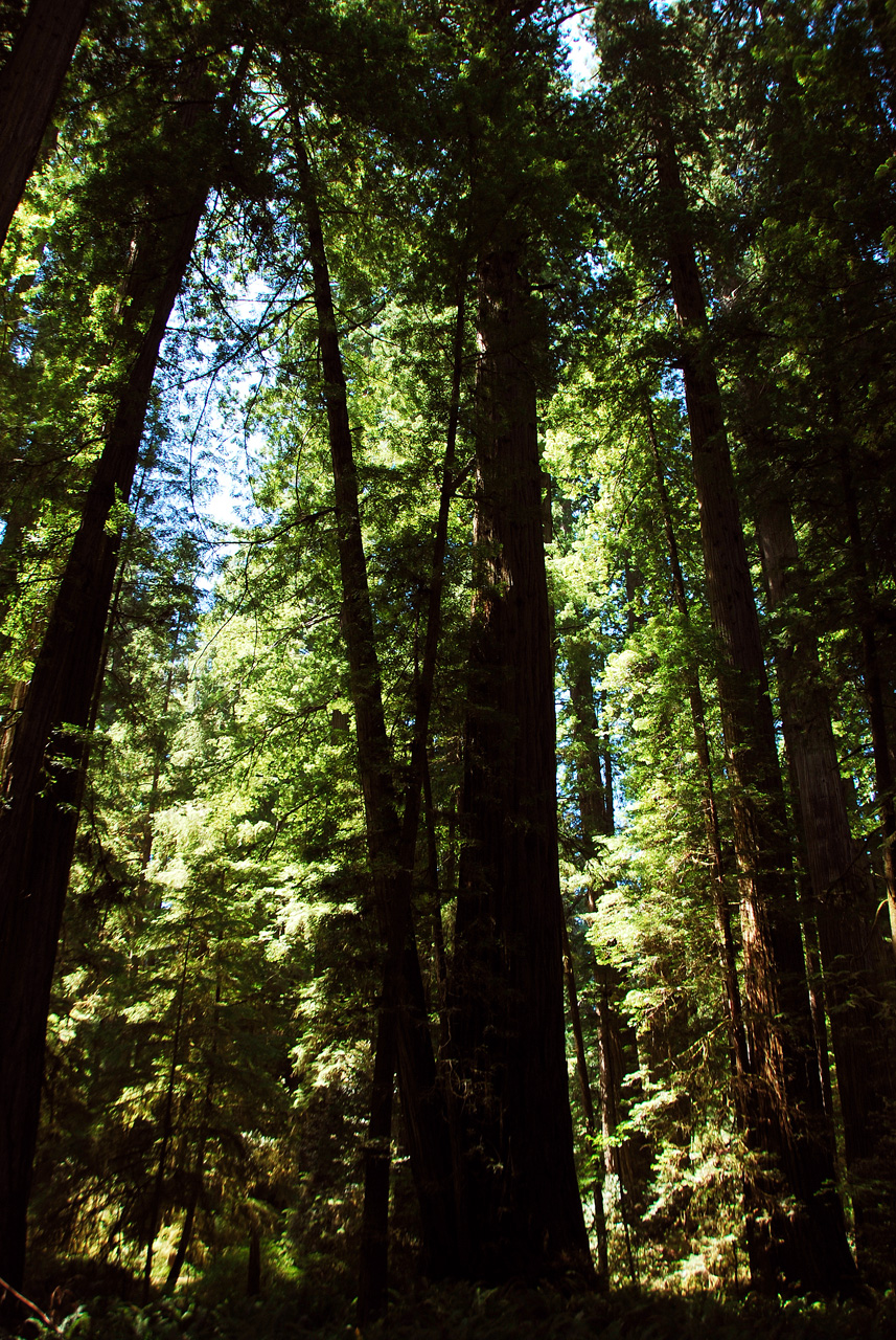2013-07-05, 048, Simpson-Reed, Jedediah Smith Redwoods SP, CA