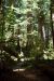 2013-07-05, 006, Trail in Jedediah Smith Redwoods SP, CA