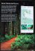 2013-07-05, 013, Stout Grove, Jedediah Smith Redwoods SP, CA