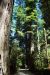 2013-07-05, 016, Stout Grove, Jedediah Smith Redwoods SP, CA