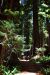 2013-07-05, 019, Stout Grove, Jedediah Smith Redwoods SP, CA