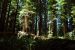 2013-07-05, 021, Stout Grove, Jedediah Smith Redwoods SP, CA