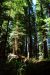 2013-07-05, 022, Stout Grove, Jedediah Smith Redwoods SP, CA