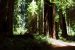 2013-07-05, 023, Stout Grove, Jedediah Smith Redwoods SP, CA