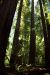2013-07-05, 025, Stout Grove, Jedediah Smith Redwoods SP, CA