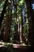 2013-07-05, 028, Stout Grove, Jedediah Smith Redwoods SP, CA