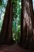 2013-07-05, 029, Stout Grove, Jedediah Smith Redwoods SP, CA