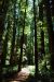 2013-07-05, 031, Stout Grove, Jedediah Smith Redwoods SP, CA