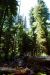 2013-07-05, 033, Peterson Mem., Jedediah Smith Redwoods SP, CA