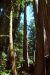 2013-07-05, 037, Peterson Mem., Jedediah Smith Redwoods SP, CA