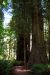 2013-07-05, 039, Peterson Mem., Jedediah Smith Redwoods SP, CA