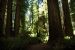 2013-07-05, 045, Peterson Mem., Jedediah Smith Redwoods SP, CA
