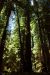 2013-07-05, 048, Simpson-Reed, Jedediah Smith Redwoods SP, CA