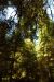 2013-07-05, 049, Simpson-Reed, Jedediah Smith Redwoods SP, CA