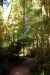 2013-07-05, 050, Simpson-Reed, Jedediah Smith Redwoods SP, CA